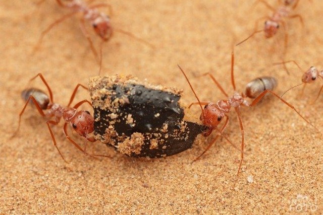 Маленькі мурашки — великі проблеми. Як очистити будинок?