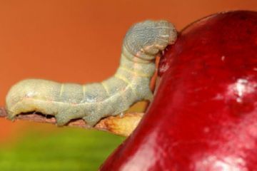 Яблунева плодожерка – ворог плодових дерев