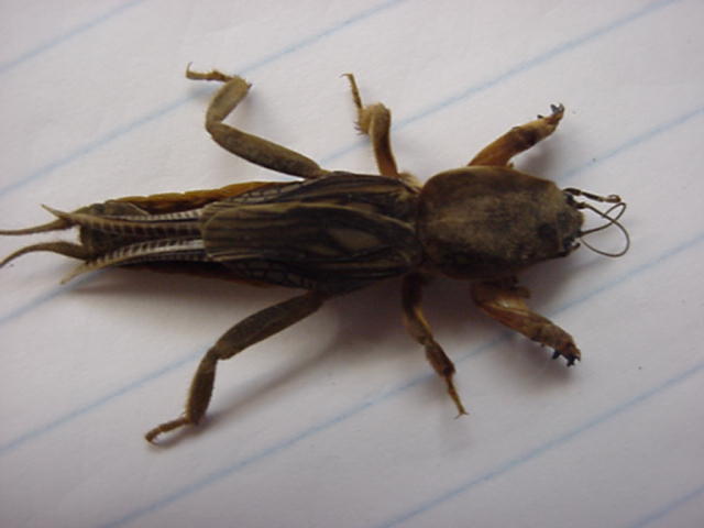 Як позбутися від капустянки на дачній ділянці