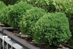 Кулясті туї — справжня прикраса садового ландшафту: опис сортів та особливості вирощування