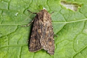 Найефективніші методи боротьби з шкідниками моркви: морквяної листоблошкой, слимаками, озимої совкой