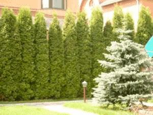 Стійкі колоноподібні туї: особливості посадки чагарників заввишки до 30 метрів і догляд за ними