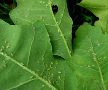 Як виглядають земляні блохи і чи можуть вони покусати людей