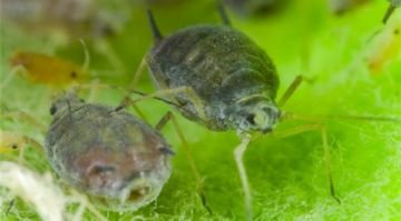 Опис найбільш поширених у Європі видів попелиці: персикова, побеговая, звичайна, картопляна та інші