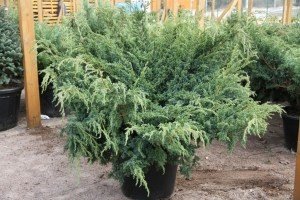 Блакитні ялівці сорти Блю: опис, характеристики й особливості вирощування