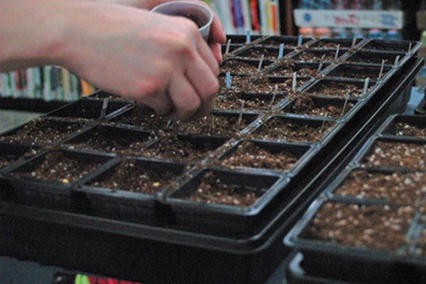 Петунія Джоконда каскадна: індивідуальні особливості сорту, нюанси вирощування та догляду