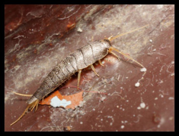 Звичайна чешуйница: фото, зображення, картинки