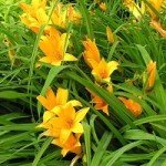 Квітка лілії з паперу своїми руками: різні способи, покрокові інструкції зі схемами