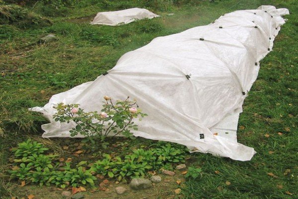 Плетисті троянди для Підмосковя: огляд кращих сортів з описом та рекомендаціями по догляду