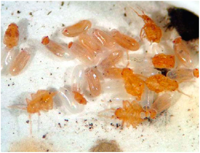 Постільні клопи – зовнішній вигляд і особливості життєдіяльності