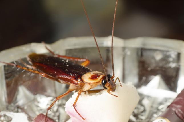 Боротьба з тарганами в домашніх умовах: швидко і ефективно