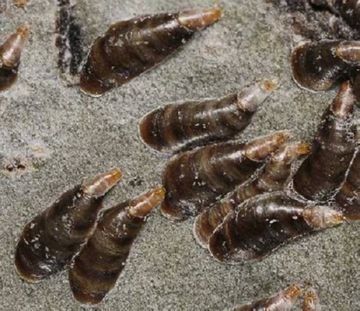 Щитівка – шкідник кімнатних квітів, садів, полів і городів