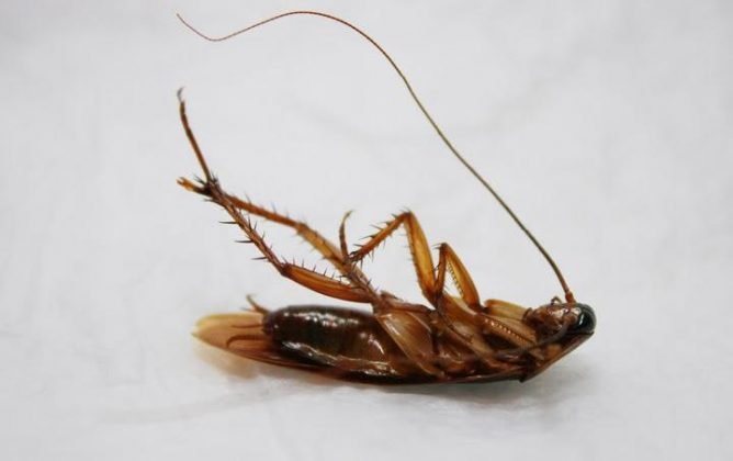 Як знищити тарганів у квартирі назавжди