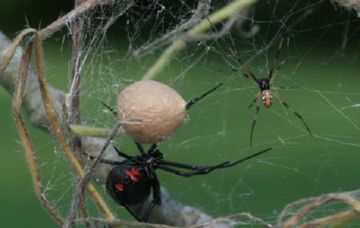 Чорна вдова – отруйний павук у вічному жалобі