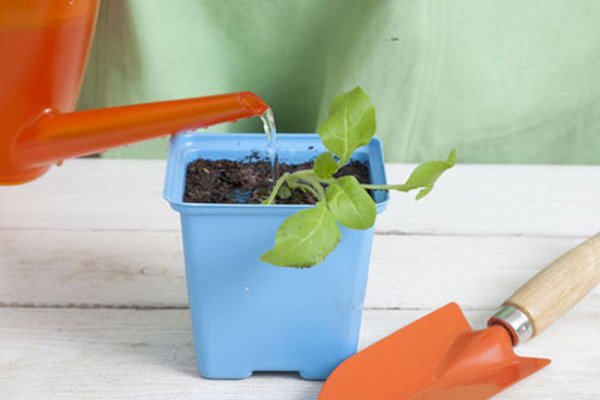 Вирощування розсади петунії в торфяних таблетках: умови посадки і проростання насіння, фото і відео інструкція