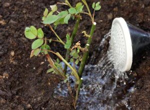 Вюнка троянда Фламентанц — приголомшливий сорт з рясним цвітінням