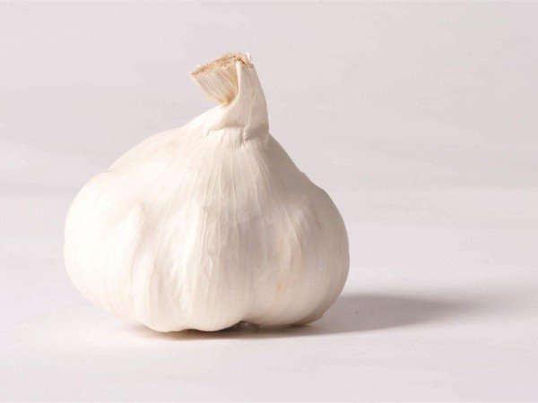 Як вивести мурах з квартири: кілька порад