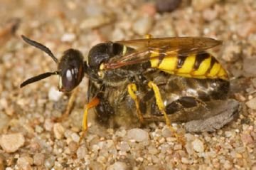 Донні оси: особливості, різновиди, що робити при укусі