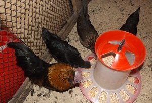 Як зробити годівницю для курей своїми руками: види, креслення з розмірами, фото і відео