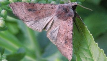 Найнебезпечніші шкідники баклажанів і ефективна боротьба з ними інсектицидами та народними способами