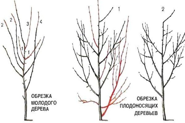 Слива в Ленінградській області: вибір кращого сорту, нюанси посадки та догляду в умовах Північно Заходу