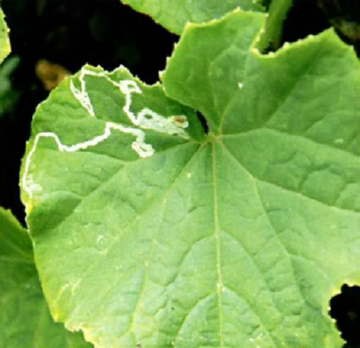 Найбільш ефективні та надійні заходи боротьби з пасльоновим мінером