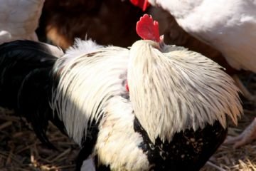 Пухоеды у кішок, собак і курей – паразити ссавців і птахів