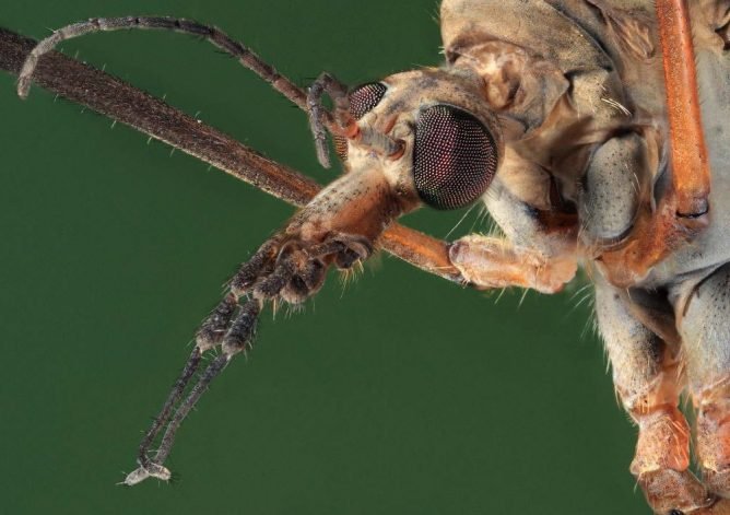 Як розмножуються комарі, чим харчуються, скільки живуть