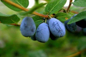 Підгодівля жимолості: загальні вимоги до добрив і рекомендації по догляду