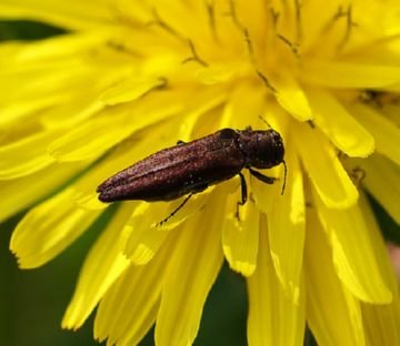 Все про самих небезпечних шкідників листяних дерев: златки, пильщики, блішки