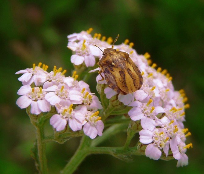 Боротьба з клопом черепашкою в квартирі