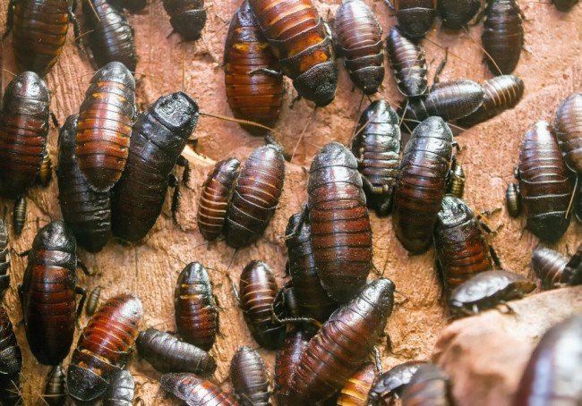 Мадагаскарський шиплячий тарган – екзотична іграшка , фото