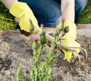 Такі різні дельфациды