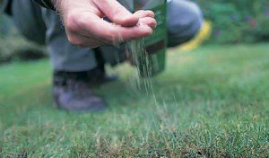 Як відновити і відремонтувати пошкоджений газон: можливі варіанти