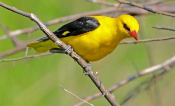 Коконопряд сосновий — наноситься шкоди та заходи боротьби з небезпечним ворогом дерев хвойних порід