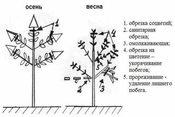 Обрізка гортензії волотисте: наочна фото схема і загальні правила проведення процедури