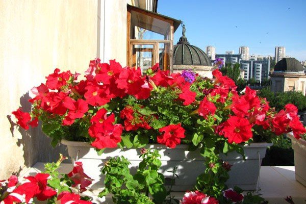 Петунія крупноквіткова: огляд сортів і особливості вирощування