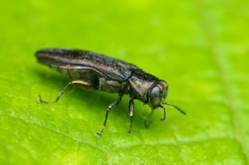 Як правильно провести боротьбу і захист винограду від шкідників