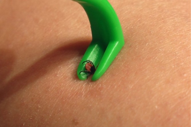 Іксодові кліщі: чим небезпечні і ареал проживання