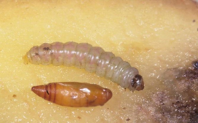 Картопляна міль і як з нею боротися