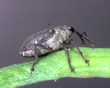 Наскільки небезпечним може бути небезпечний ріпаковий листоїд та інші шкідники ріпаку та як з ними боротися