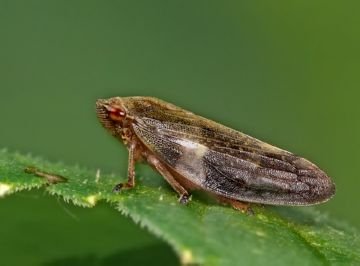 Найнебезпечніші шкідники коріння рослин: дощовий червяк, долгоножки, проволочники та інші