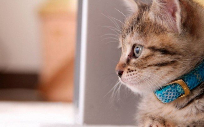 Блохи у кошеняти: Як позбутися і Що зробити