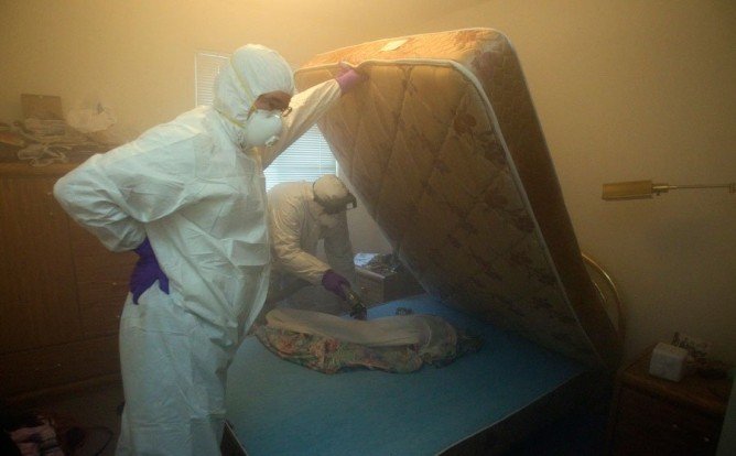 Як знищити домашніх клопів