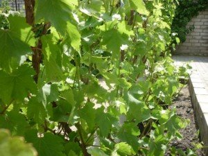 Щорічна обрізка виноградного куща