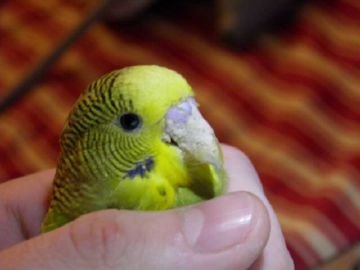 Коростяні кліщі у тварин: симптоми, лікування та профілактика