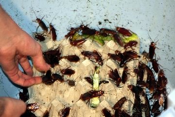 Звідки беруться таргани в квартирі