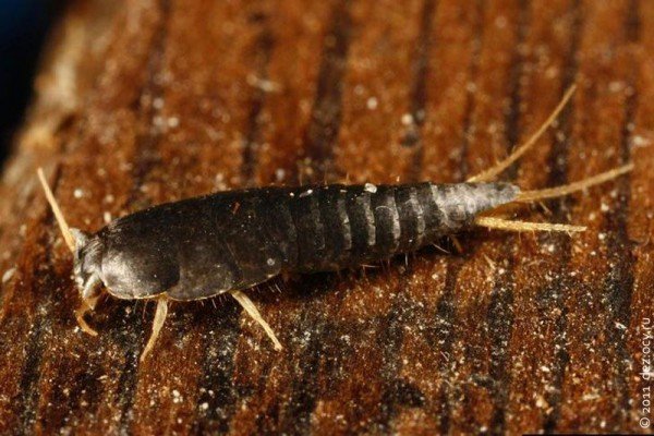 Звичайна чешуйница: фото, зображення, картинки