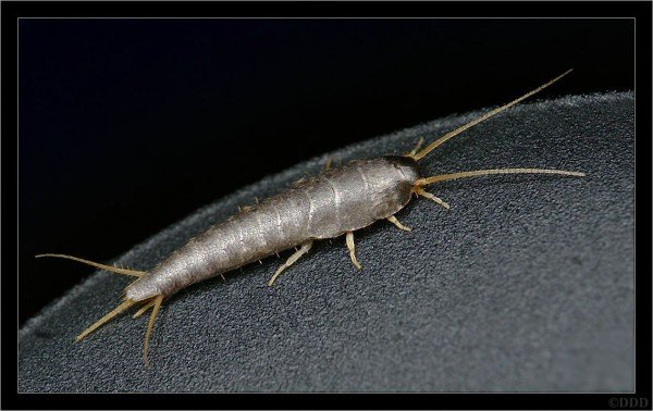 Звичайна чешуйница: фото, зображення, картинки