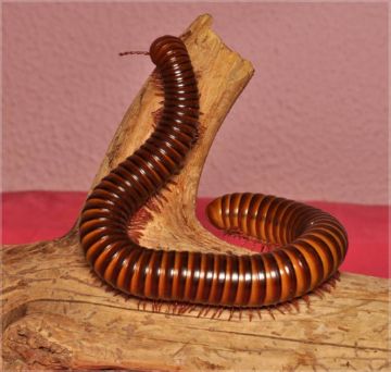 Кивсяки та ефективна боротьба з ними: як позбутися багатоніжок